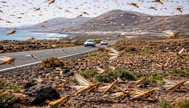 VIDEO: Zwermen Afrikaanse sprinkhanen zorgen voor alarm in Lanzarote